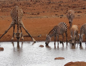 DAMMA 084 3 Days Tsavo West Amboseli